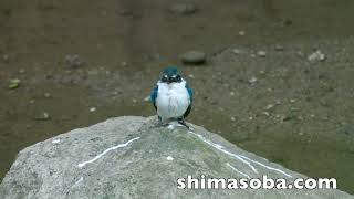 ナンヨウショウビン、アカガシラサギ、ズグロミゾゴイほか(動画あり)