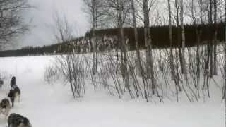 preview picture of video 'Dog Sled in Norrfjärden'