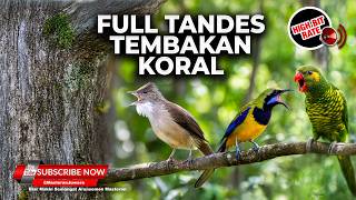 Download lagu 🔴 Live Cucak Cungkok Super Kasar Gacor vs Perkici Cililin Kasar Sambung Cucak Jenggot Speed Rapet mp3