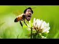 BEECOME THE BEE Bee Simulator