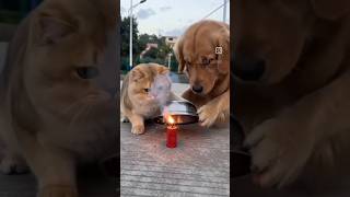 Funny video 🤣 #viral #funny #animals #animalshorts #funnyvideo #funnyshorts #funnycomedy #ai