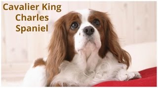 Cavalier King Charles Spaniel 