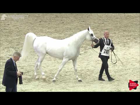 203 LOLA OS Sharjah International 2018