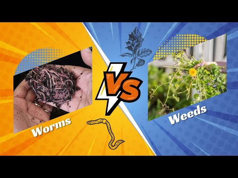 Why You Should Be Feeding Your Worms Weeds - African Night Crawlers