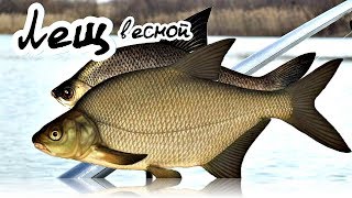 Когда летом начинает клевать лещ весной
