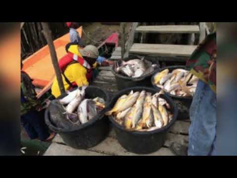 Description or Alt Text