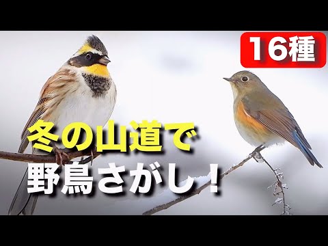 シジュウカラをバルコニーに引き寄せる方法は？彼らの冬の好きな食べ物は何ですか?  庭園