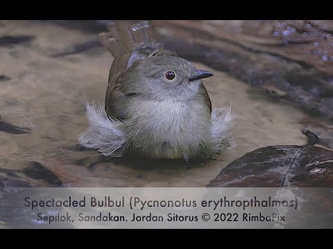 Bulbul hájový (Rubigula erythropthalmos) — správanie, biotop a hlas