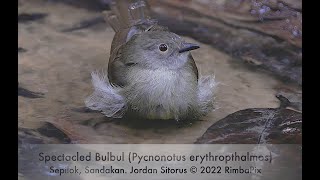 Download lagu Singing & bathing Spectacled Bulbul (Pycnonotus erythropthalmos) of Sepilok, Sandakan. mp3