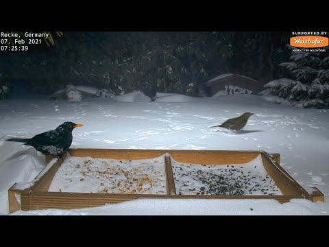 Highlights Today (Snowfall, blackbirds, Squirrel...) Recke, Germany - Feb. 07, 2021