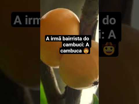 Viva Natividade da Serra dos memes.😁