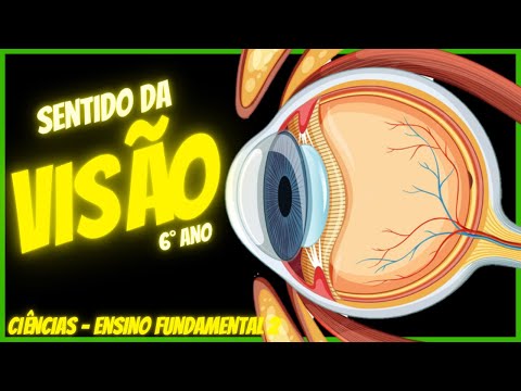 How does vision work? | Sense of sight | Science - Full lesson | 2022