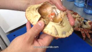 CÓMO ABRIR UN BUEY DE MAR ó Cangrejo FÁCILMENTE y Presentarlo (emplatado) - GUILLE RODRIGUEZ