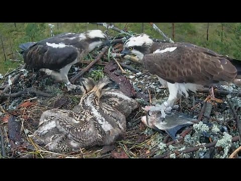 Three Osprey chicks ready to eat Big fish in breakfast | #1 Sääksilive (Osprey Cam) Jun 25, 2025