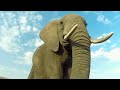 Virry VR Wild Encounters Official Launch Trailer