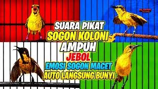 Download lagu Suara pikat sogon‼️ Pancingan sogon agar emosi bunyi gacor mp3