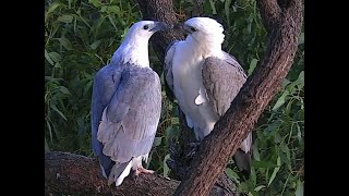 Sea-EagleCAM at BirdLife Australia Discovery Centre