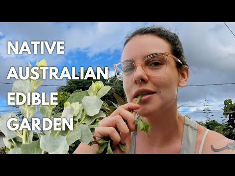 How to Start a Native Australian Bush Tucker Garden: Suburban Permaculture Guide