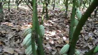 preview picture of video 'Cacao plantation La Joya'