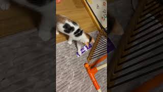 安上がりなおもちゃで遊ぶ子猫　#猫 #ねこのいる生活 #猫のいる暮らし #子猫 #癒し動画
