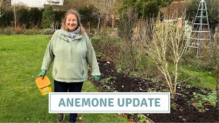 Anemone Review, Update of Summer Planted Anemones // Cottoverdi