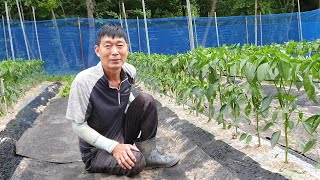 고추끈 매고 고추도랑에 부직포 깔때 주의사항과 좋은점 알려드립니다.
