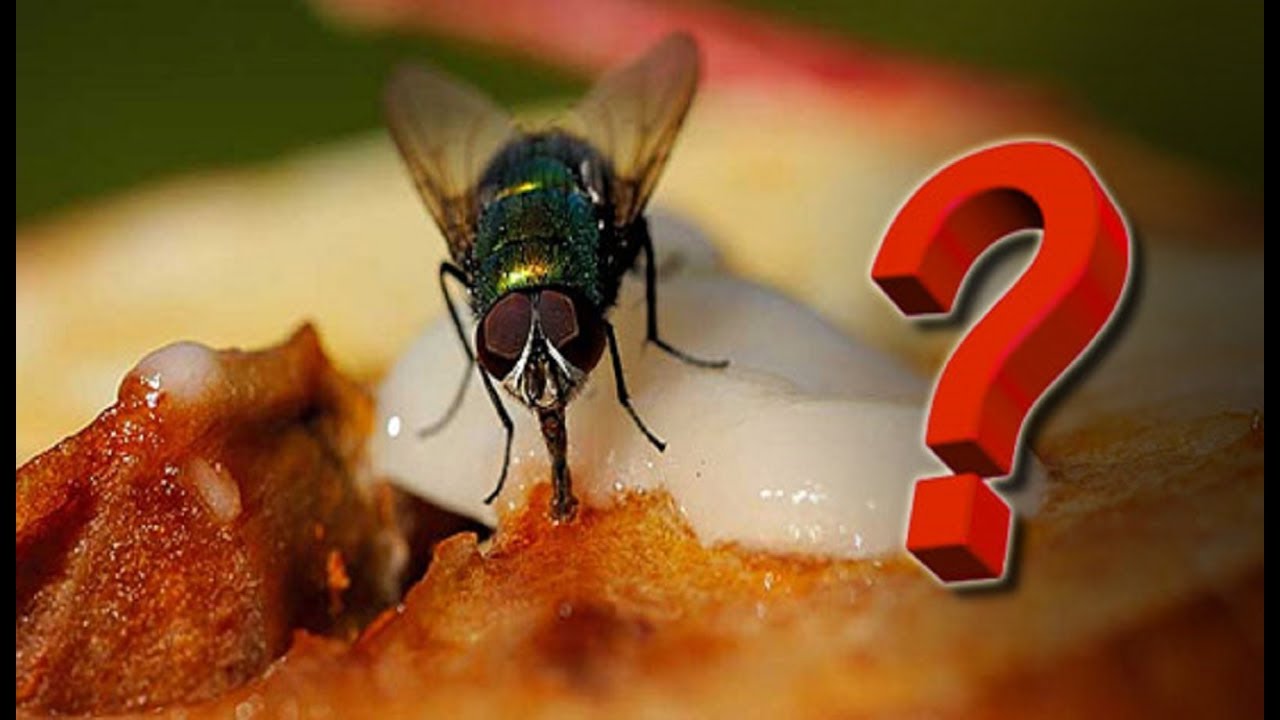 Mosca na comida - o que fazer Continuar comendo ou jogar tudo Fora