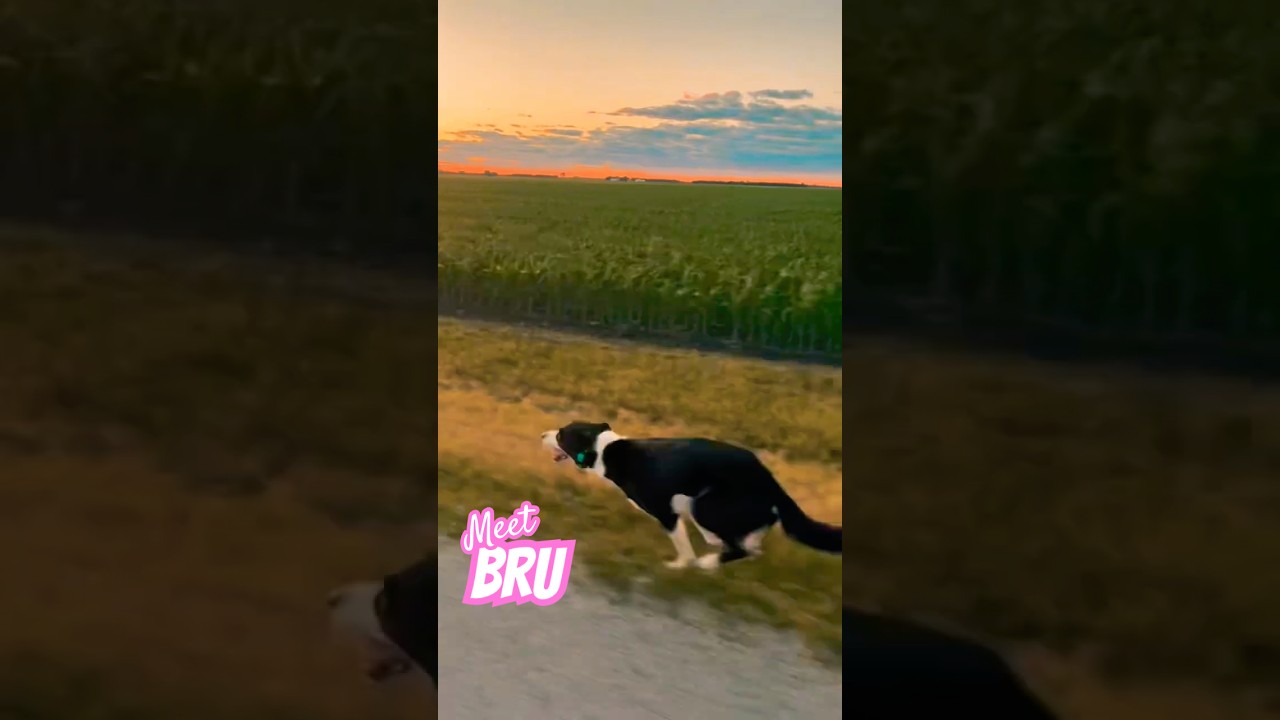 Bru, a ADOPTABLE Border Collie in Joliet, IL video 2/6