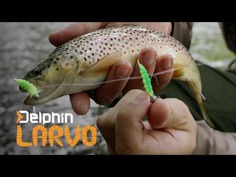Delphin LARVO