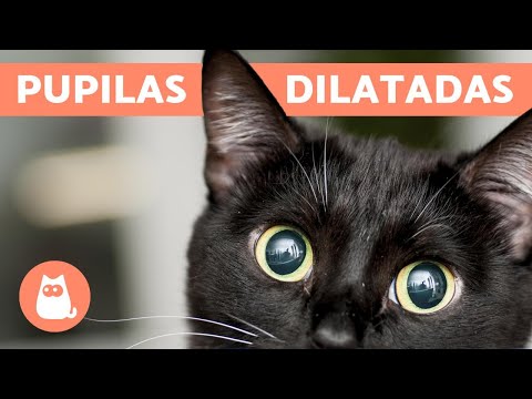 Why does my CAT have DILATED PUPILS? - 5 causes
