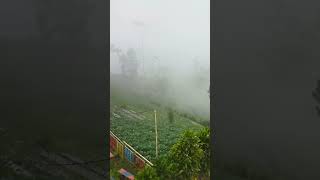 Download lagu Kabut syahdu jam 11 siang dilereng gunung slamet mp3