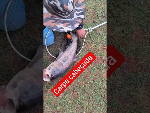 #pescaria carpa cabeçuda Corbélia PR top