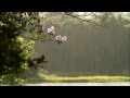 Auld Lang Syne (Instrumental) 