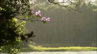 Auld Lang Syne (Instrumental)