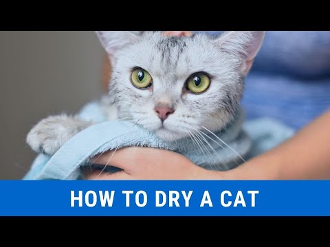 How to dry a cat || How to dry a cat after shower || How to dry a cat faster