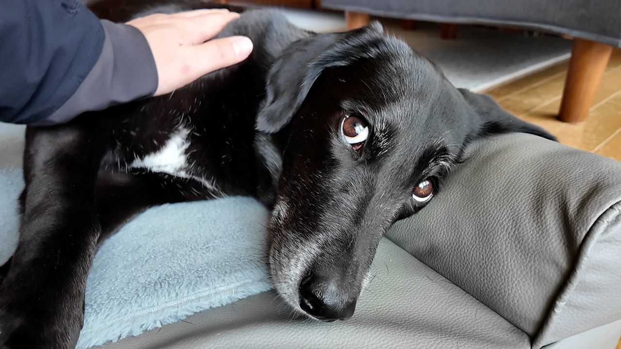 【犬Vlog】気温9℃だけど犬を海に誘ってみたら…。