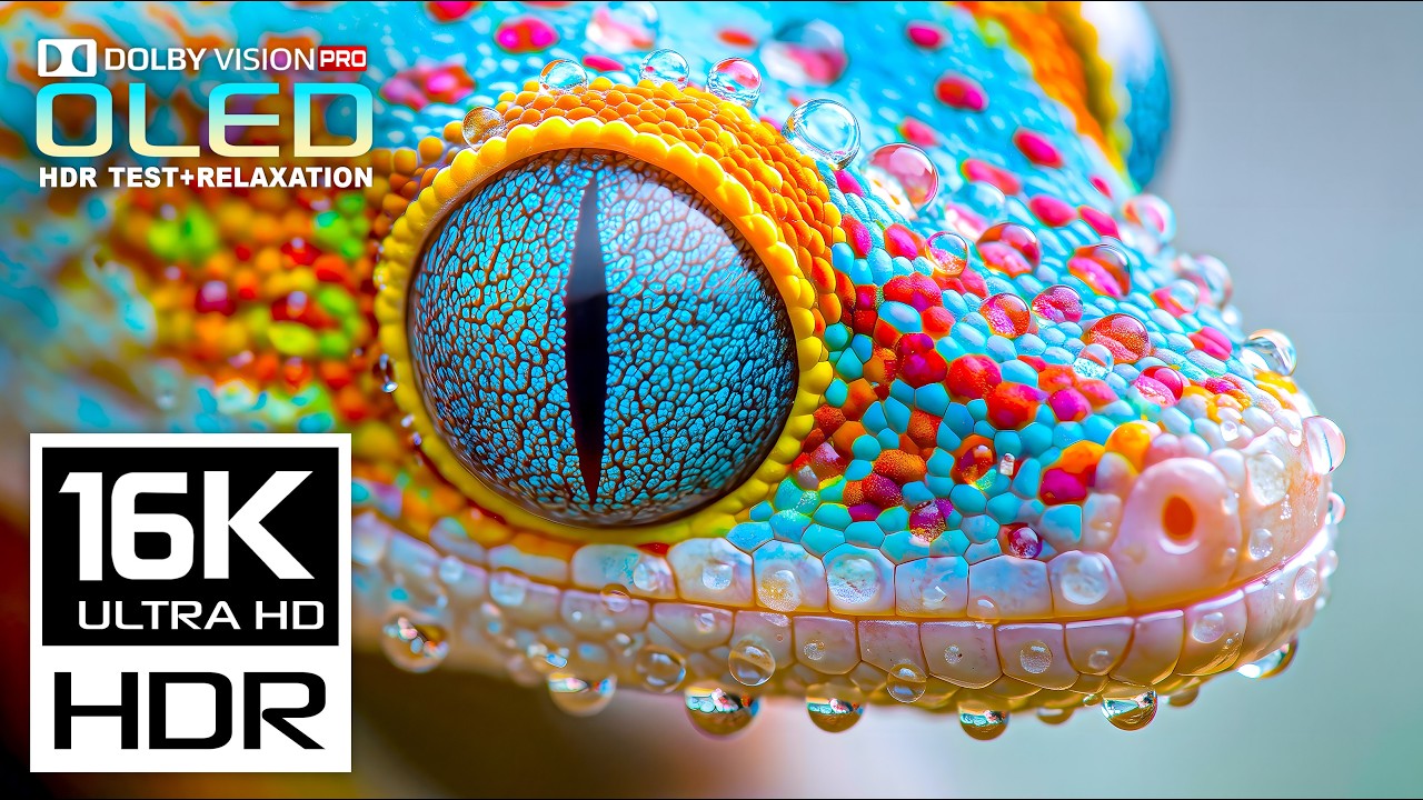 Animals & Nature Video for Display test | 16K OLED HDR Dolby Vision 120fps | 4K Video/8K ULTRA HD TV
