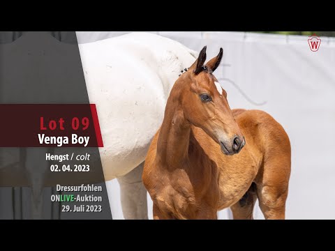 ONLIVE-AUKTION Lot 09 Venga Boy Hengst v. Viva Vitalis - Escolar