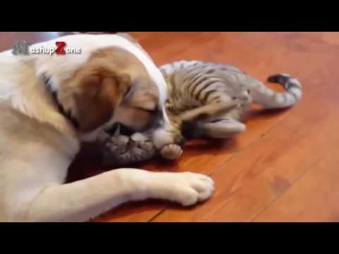 Funny cats scared of random things