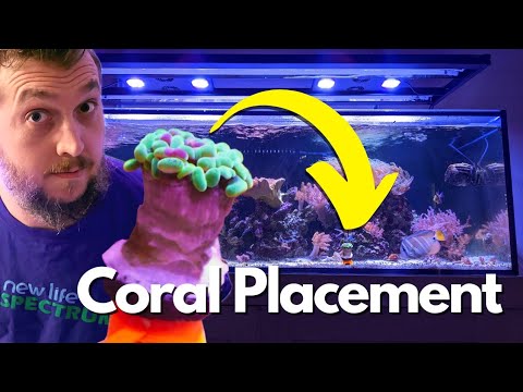 What's The Perfect Coral Placement in a Reef Aquarium? A Beginners Guide