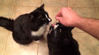Ms. Katz and Mr. Smithers clean the wet food spoon