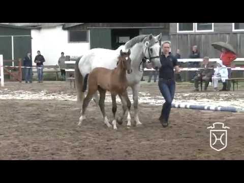 SE088 Hengstfohlen von Dinken - Calato - Corofino I