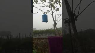 Download lagu syahdunya suara burung tuwu saat pagi hari mp3