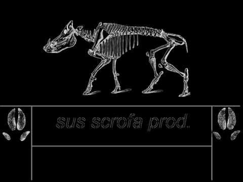 Askom & Saysay -  Freestyle epicé