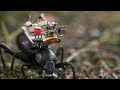 Tiny GoPro For Beetles Gives First Person View Of A Bug S Life