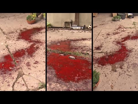 Dankerode: Riesige Blutlachen im Hof – woher stammen sie? | maintower