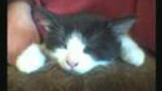 Stephen Lynch &quot;Kitten&quot; (the MCoV Version)