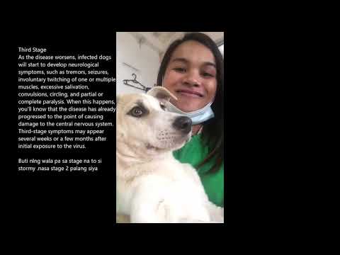 How my  Aspin Dog survived Distemper !!