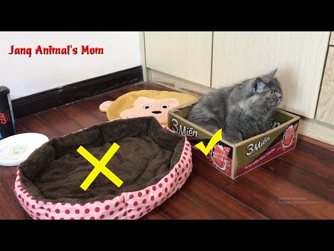 Cat's mom doesn't want to leave nest, Cat Before Gives Birth/Jang Animal's Mom