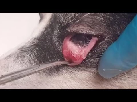 【超！閲覧注意】外を歩いてた野良犬。目を見たら、一生トラウマになるレベルだった…（動画） - ポッカキット